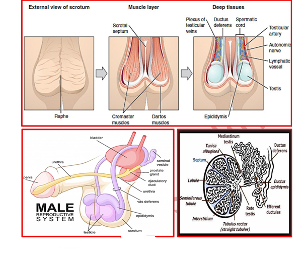 Human reproduction