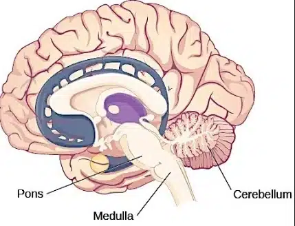 Neural control and coordination notes