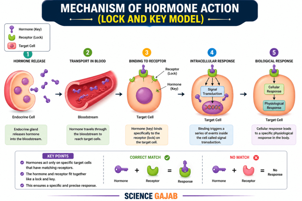 Lock and key model of hormone action explained with step by step diagram showing hormone receptor binding and signal response in cells