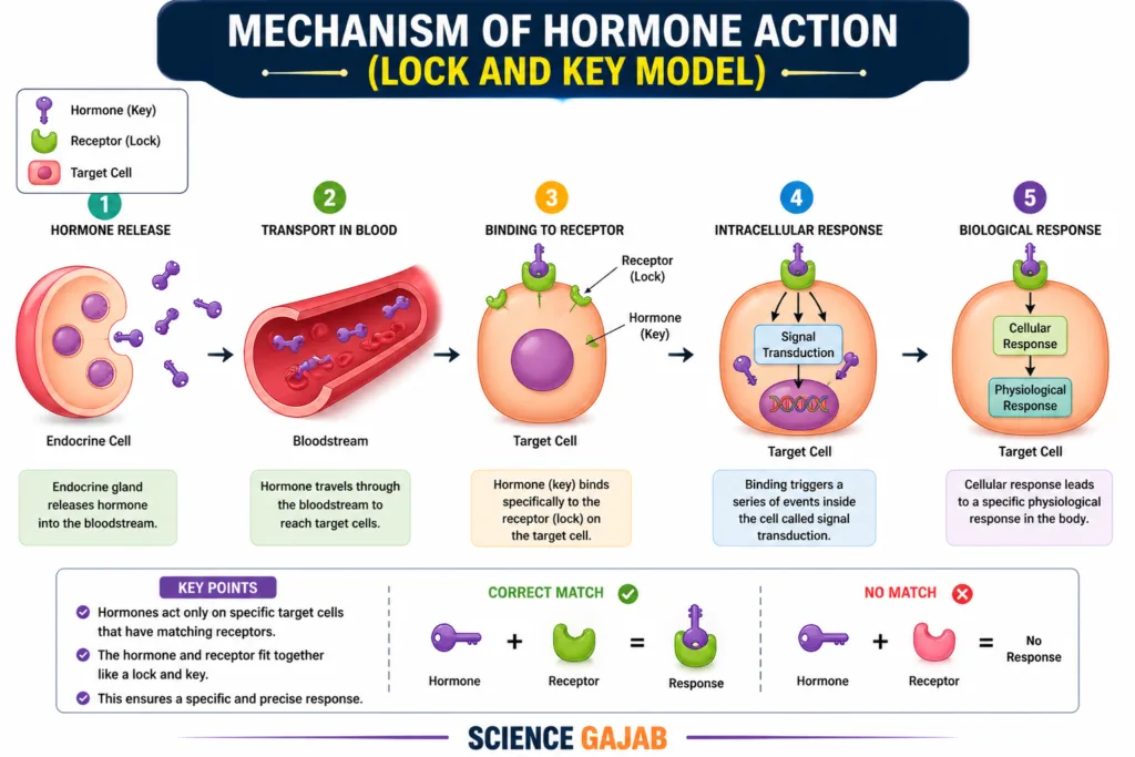 Lock and key model of hormone action explained with step by step diagram showing hormone receptor binding and signal response in cells