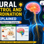 “Neural control and coordination explained with human brain nervous system neuron structure and reflex arc diagram in simple biology infographic”