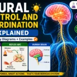 “Neural control and coordination explained with human brain nervous system neuron structure and reflex arc diagram in simple biology infographic”