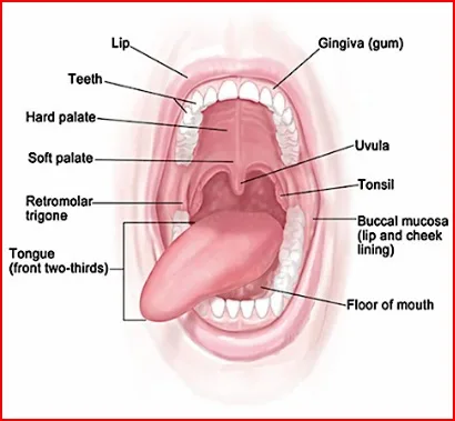 Tongue 