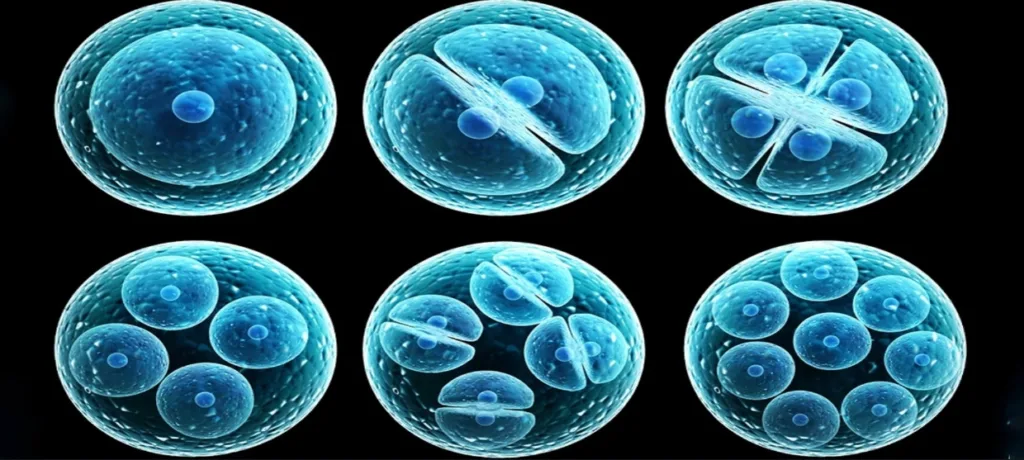 Cell cycle and Cell Division