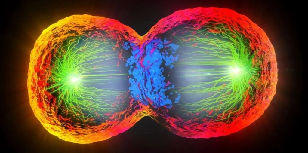 CELL CYCLE and Cell Division 