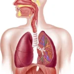 Breathing and exchange of gases