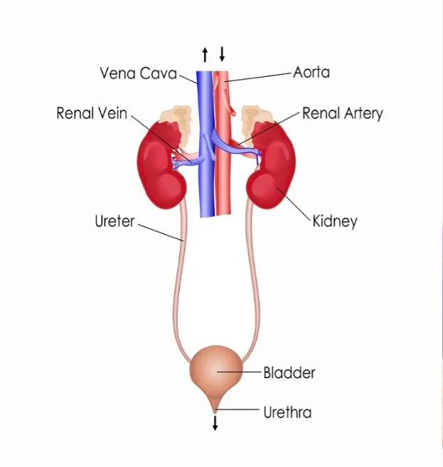 15.Human biology basics everyone should know