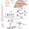 Malaria life cycle