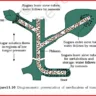 Transportation in plants