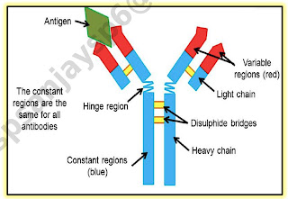 15.Human biology basics everyone should know