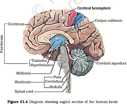 Parts of brain