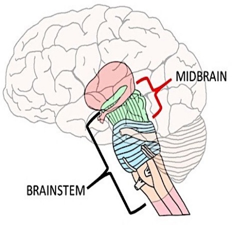 Mid brain