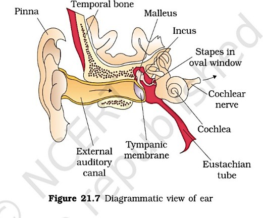 Ear Anatomy 