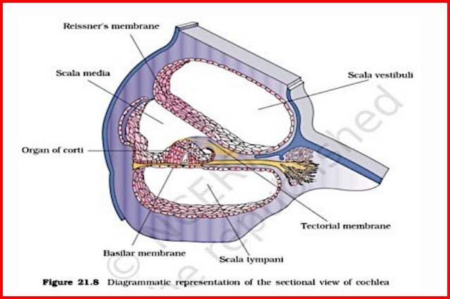 Sectional view of cochlea