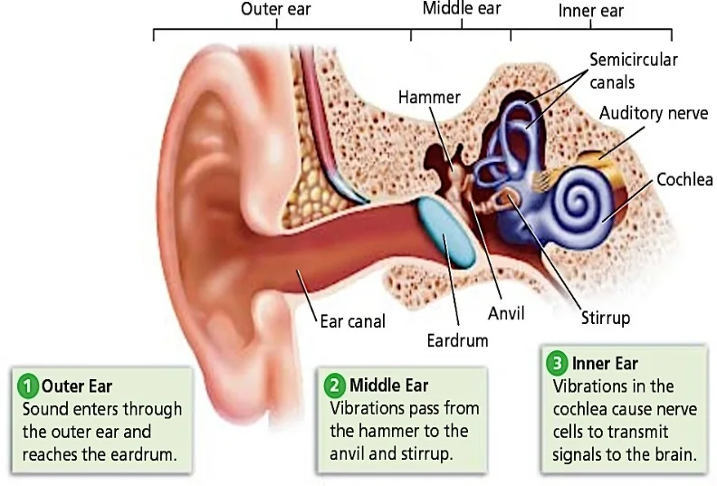 Human ear, organ of hearing and equilibrium that detects and analyzes sound by transduction and maintains the sense of balance.