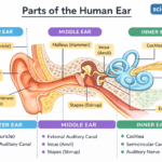Labeled diagram of the human ear showing outer ear, middle ear, and inner ear with parts including pinna, ear canal, eardrum, ossicles (malleus, incus, stapes), cochlea, semicircular canals, auditory nerve, and Eustachian tube (Sciencegajab watermark).