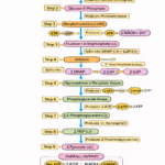 Simple flowchart explaining how glucose turns into energy through glycolysis in 10 steps