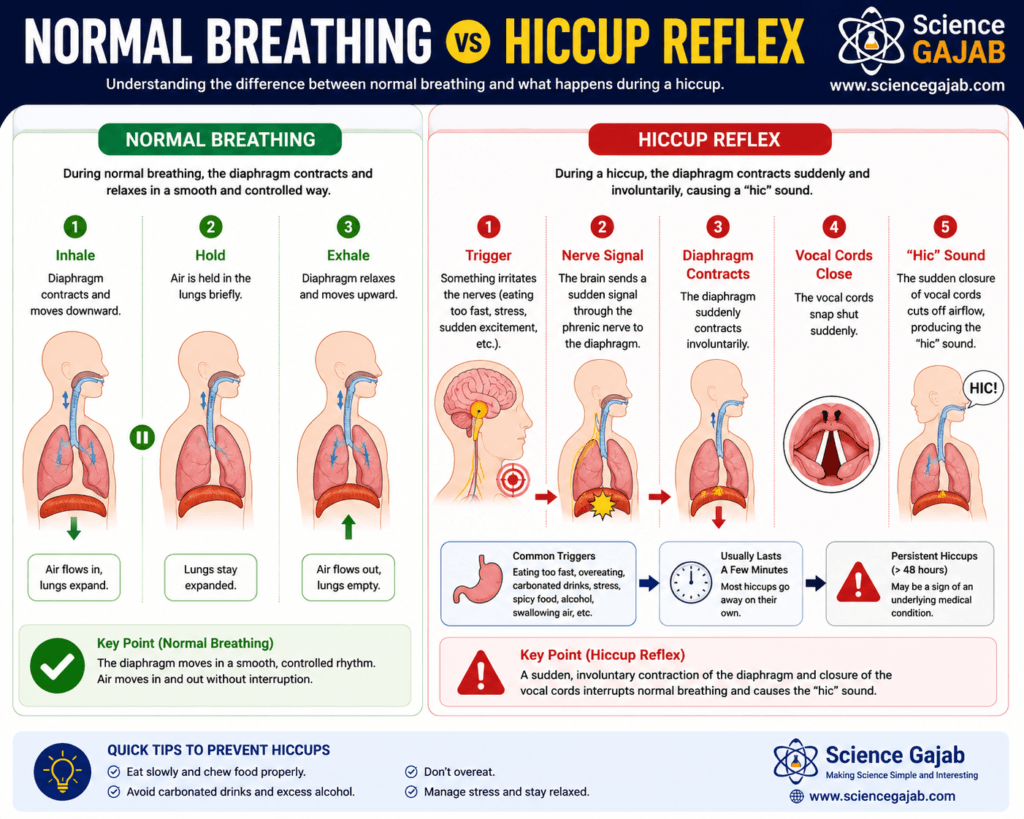Comparison infographic showing normal breathing vs hiccup reflex, illustrating diaphragm movement, phrenic nerve signaling, vocal cord closure, airflow changes, common hiccup triggers, and the step-by-step process that produces the 'hic' sound