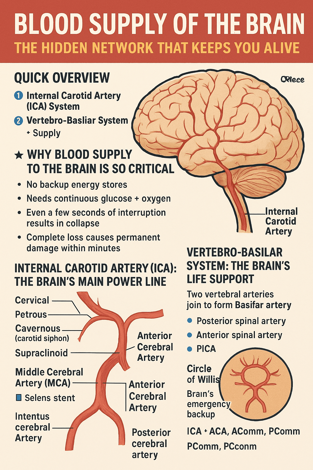 Infographic showing the blood supply of the brain, including the internal carotid artery, middle cerebral artery, anterior cerebral artery, vertebrobasilar system, and Circle of Willis, with labelled diagrams of major arteries and their branches.