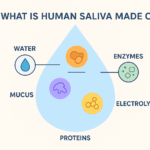 Why oxygen is essential for respiration and energy production in human cells