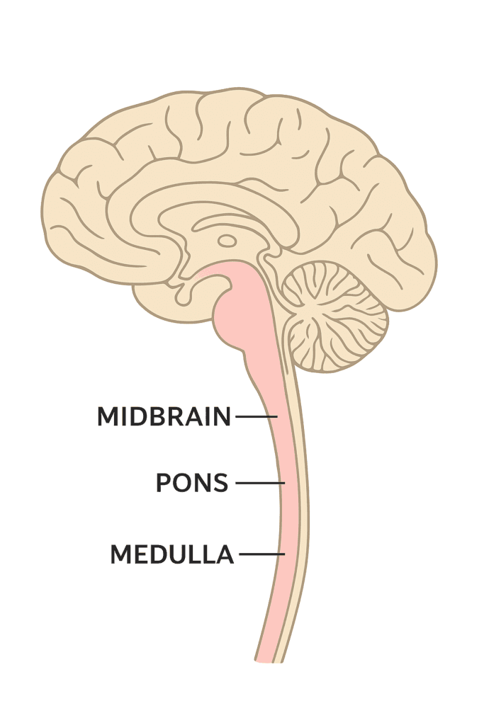 Brainstem labeled with midbrain, pons, and medulla oblongata