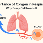 Why oxygen is essential for respiration and energy production in human cells