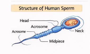structure of human sperm