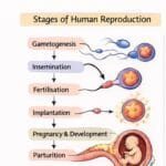 Human Reproduction: Male & Female Reproductive System Explained