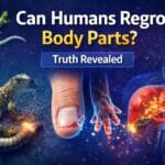 Can humans regrow body parts illustration showing lizard tail, healing finger, and liver regeneration