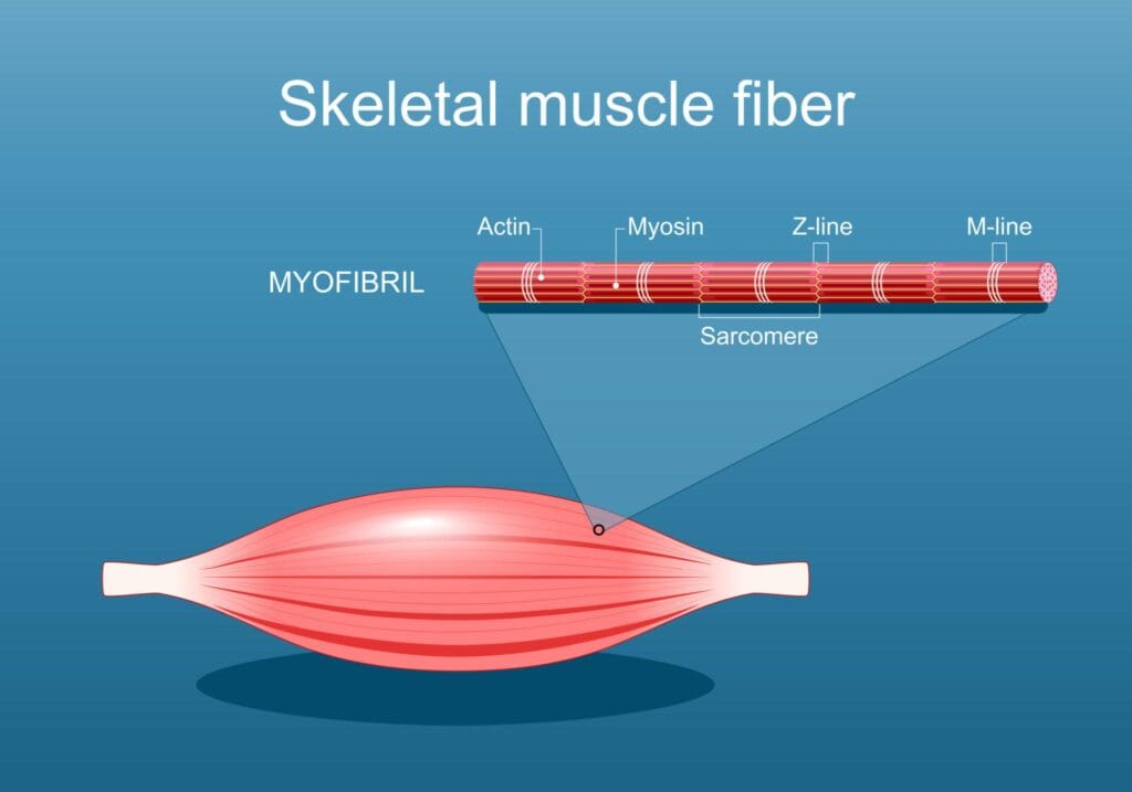 Anatomy of a Skeletal muscle fiber. Myofibril structure