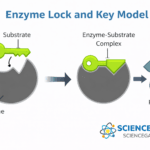 Simple diagram showing enzyme lock and key model with substrate fitting into active site and forming products generate