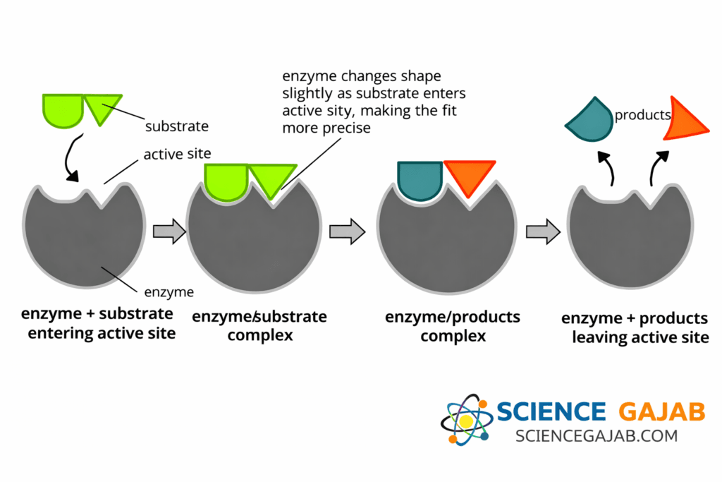 Step-by-step diagram of enzyme action showing the induced fit model, where a substrate binds to the enzymeโs active site, forms an enzyme-substrate complex, converts into products, and releases them. The illustration highlights shape change in the enzyme, labeled stages, and clear visual flow, with ScienceGajab branding.