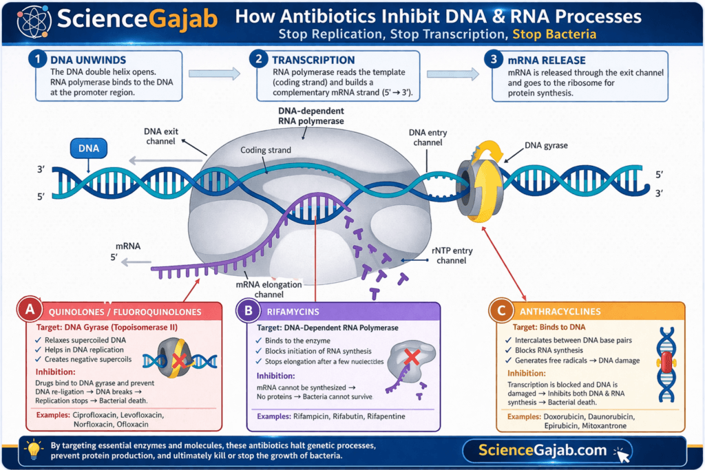 Infographic explaining how antibiotics block DNA replication and RNA synthesis in bacteria, highlighting quinolones inhibiting DNA gyrase, rifamycins blocking RNA polymerase, and anthracyclines damaging DNA – ScienceGajab