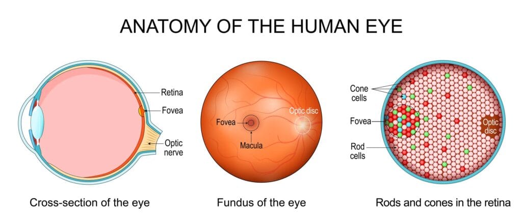 Infographic explaining why people have weaker vision showing nearsightedness, farsightedness, and human eye anatomy.