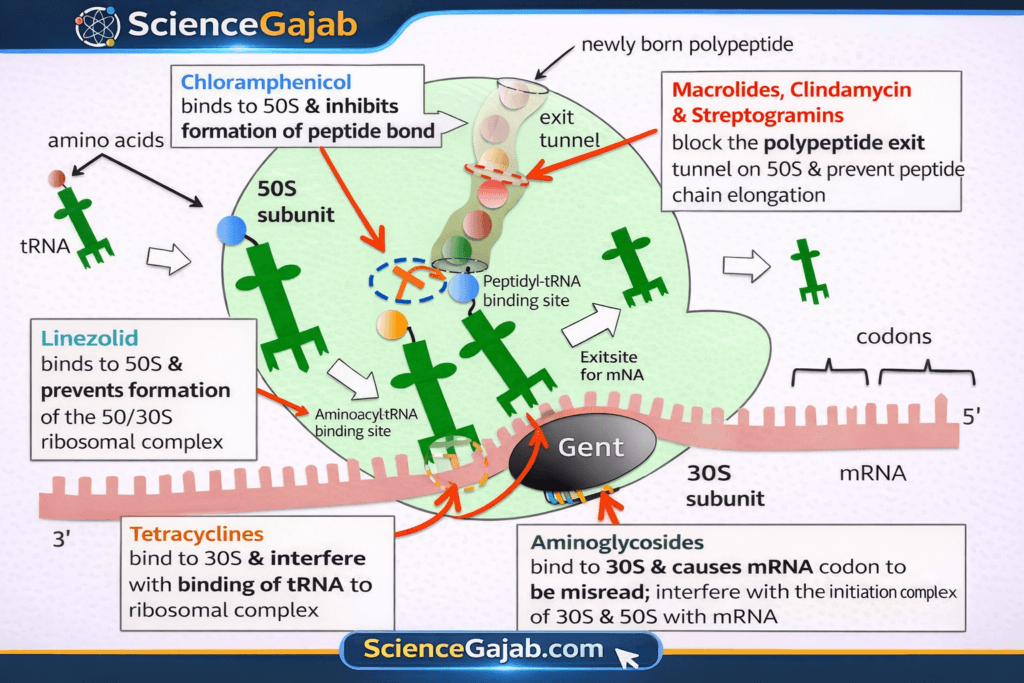 Antibiotic protein synthesis inhibition diagram showing 30S and 50S ribosomal subunits targeted by tetracyclines, aminoglycosides, macrolides and chloramphenicol – ScienceGajab infographic