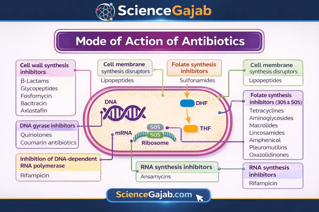 Mode of action of antibiotics diagram showing bacterial cell targets including cell wall inhibition, protein synthesis (ribosome 30S & 50S), DNA/RNA synthesis blockage and folate pathway disruption – ScienceGajab infographic
