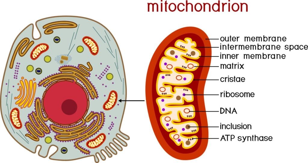 Educational diagram of mitochondria highlighting outer membrane, inner membrane, cristae, and ATP production process