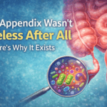 Why the appendix exists – illustration of appendix and microbiome bacteria.