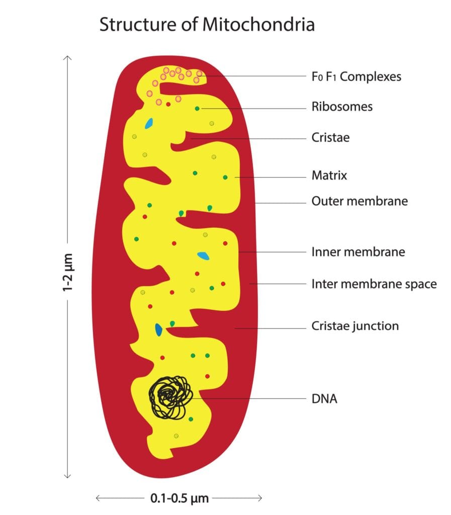 Educational diagram of mitochondria highlighting outer membrane, inner membrane, cristae, and ATP production process
