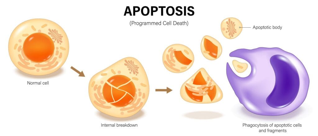 Diagram showing how cells die through apoptosis and are replaced by new cells via mitosis in the human body