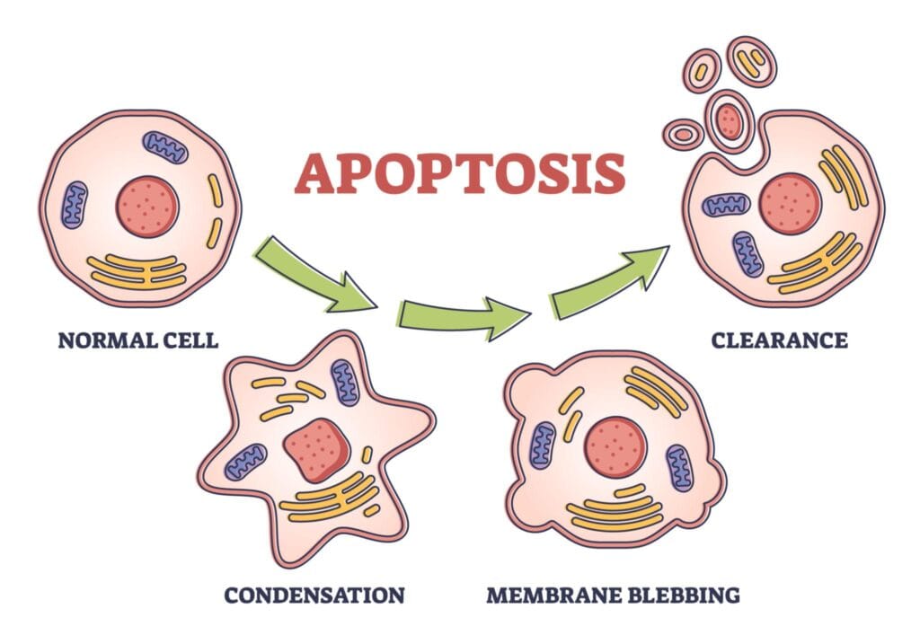 Diagram showing how cells die through apoptosis and are replaced by new cells via mitosis in the human body