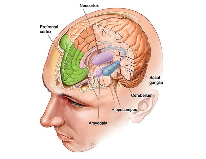 Brain diagram showing how short-term memories are converted into long-term memories through hippocampus memory consolidation.