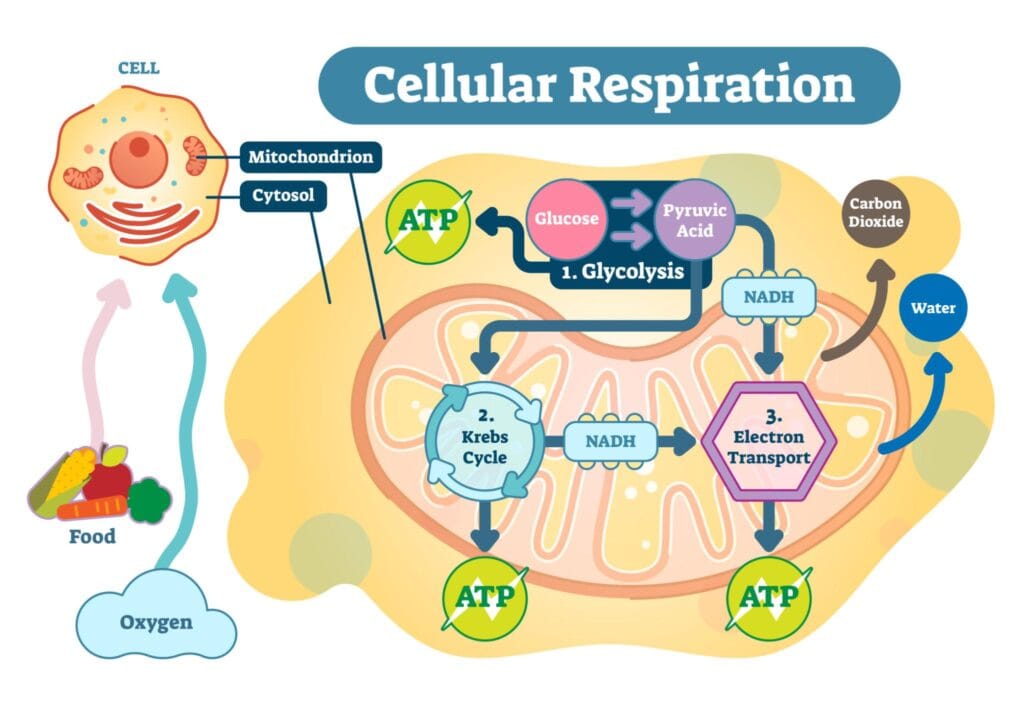 Simple diagram showing how mitochondria convert glucose and oxygen into ATP energy inside human cells