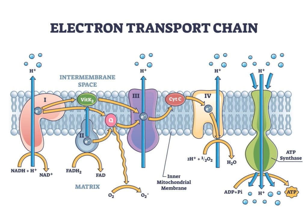 Simple diagram showing how mitochondria convert glucose and oxygen into ATP energy inside human cells