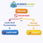 Simple diagram showing fermentation process where glucose is converted into lactic acid or alcohol without oxygen