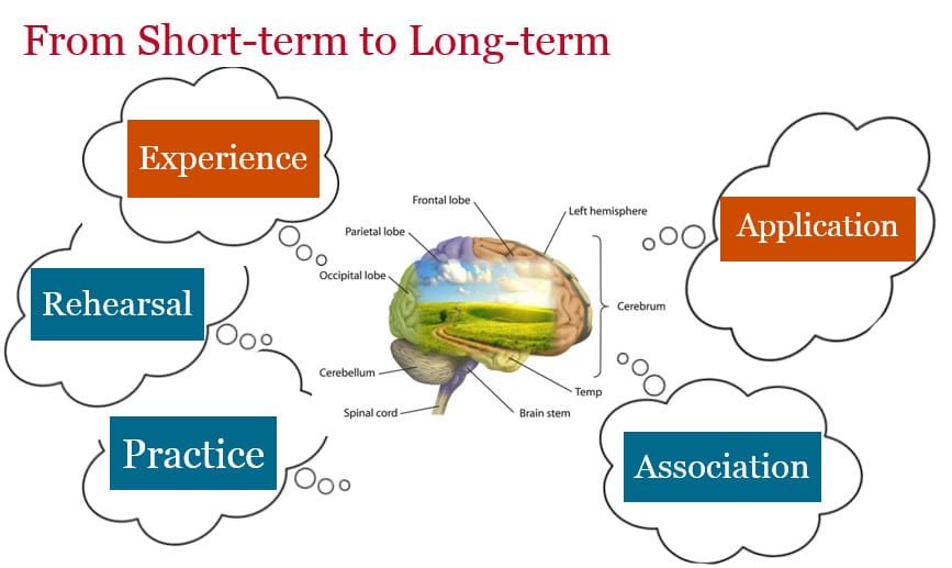 The hippocampus helps convert short-term memories into stable long-term memories through consolidation.