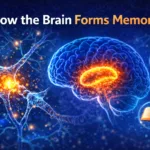 Illustration showing how the brain forms memories through neurons, synapses, and the hippocampus storing information.