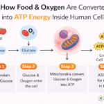 Step by step diagram showing how food and oxygen are converted into ATP energy inside human cells