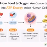 Step by step diagram showing how food and oxygen are converted into ATP energy inside human cells