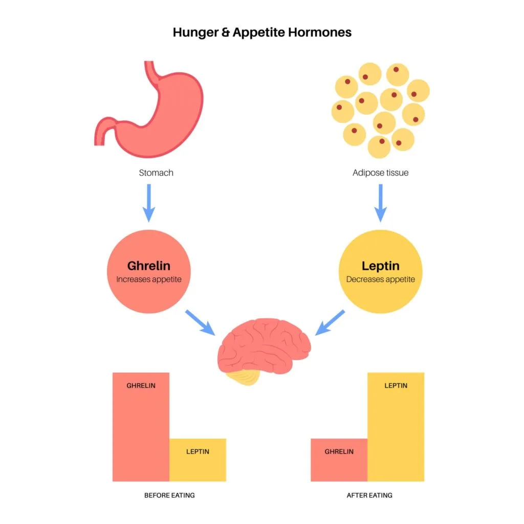 hunger and appetite hormone
